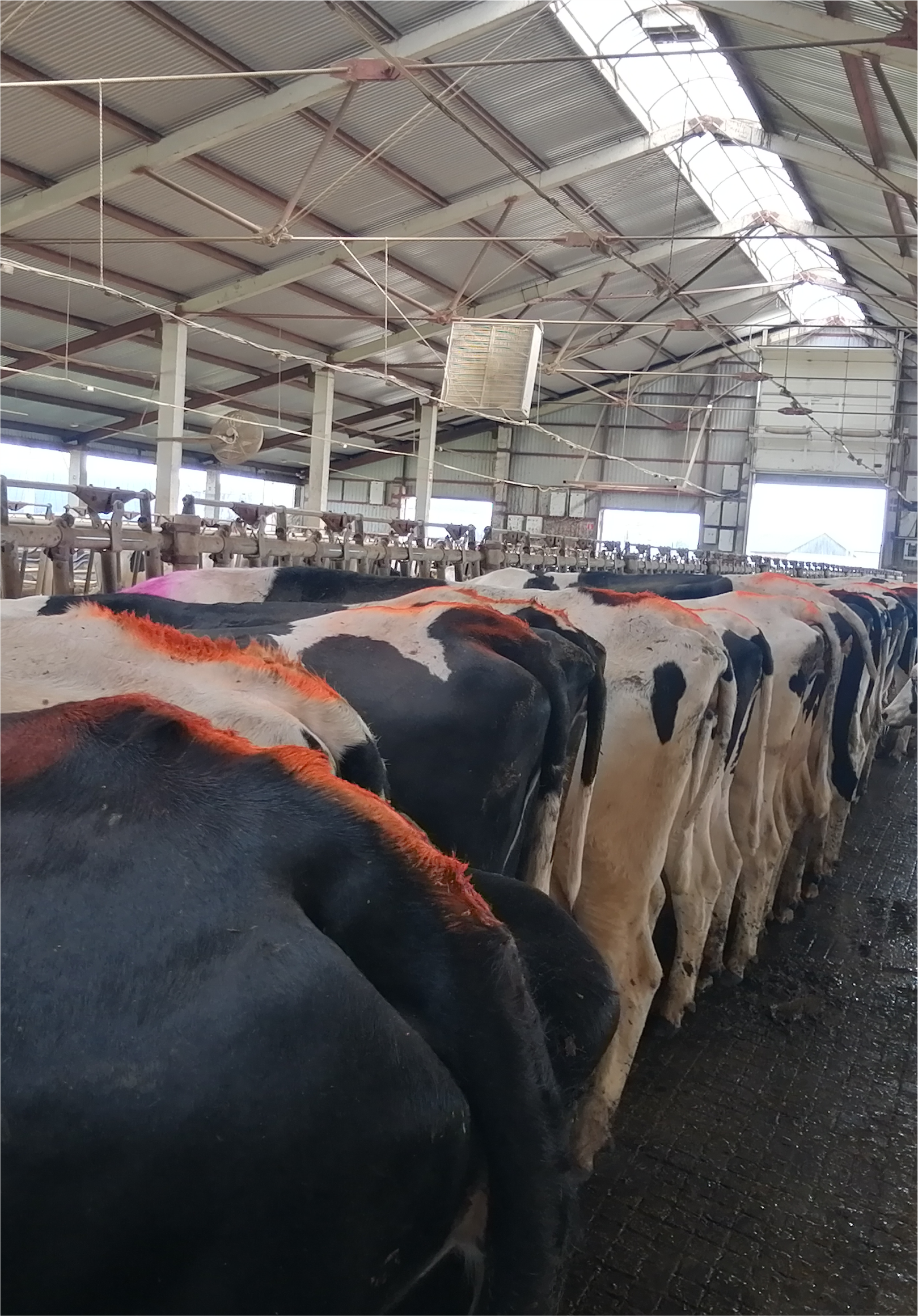 Аэрозольная краска ВЕТМАРК HUNT для выявления коров в охоте, оранжевая