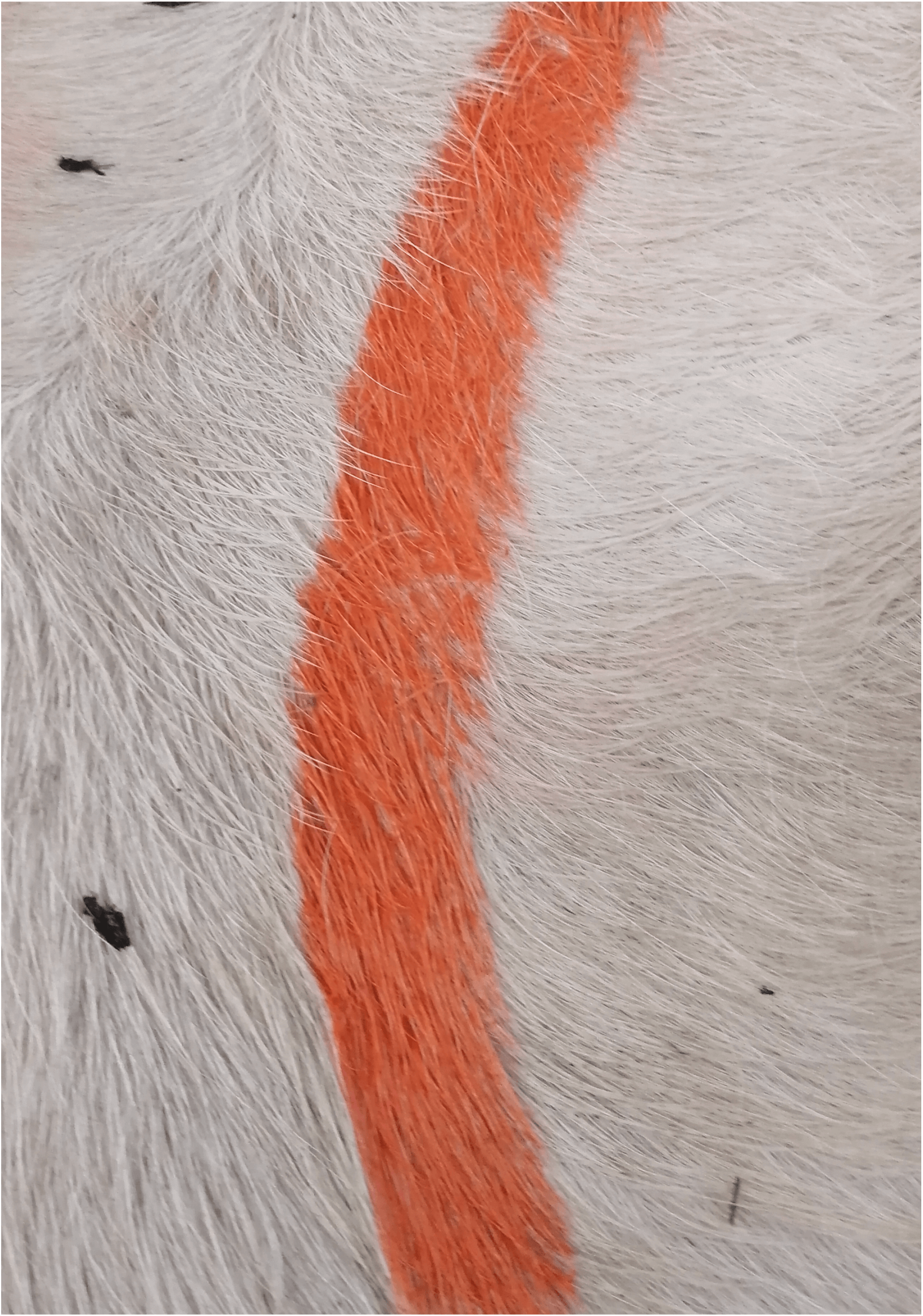 Стик-маркер ВЕТМАРК HUNT для выявления коров в охоте, оранжевый