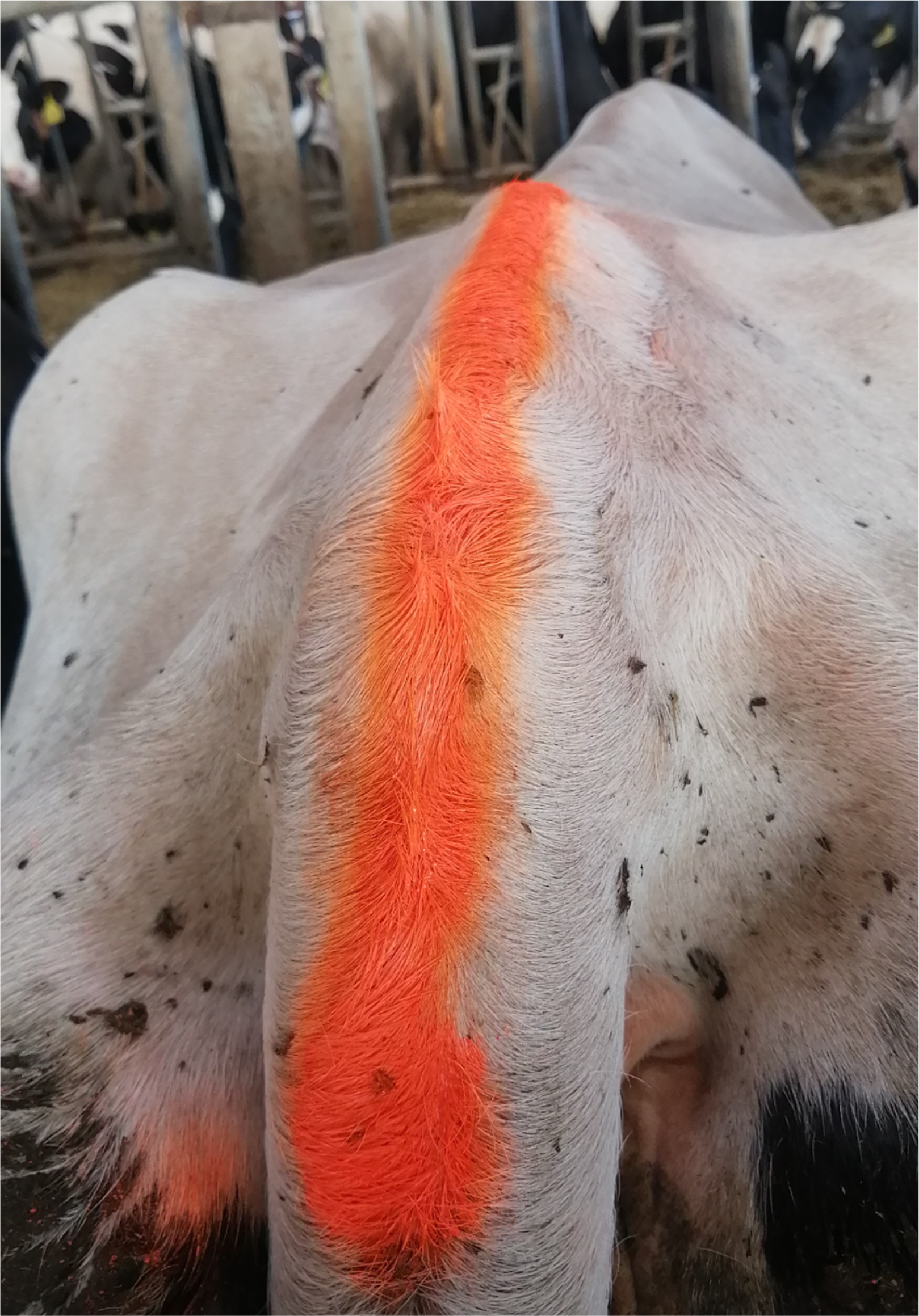 Аэрозольная краска ВЕТМАРК HUNT для выявления коров в охоте, оранжевая